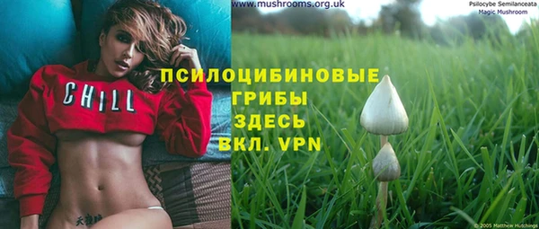 прущие грибы Богородицк